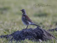 Kramsvogel [Turdus pilaris]